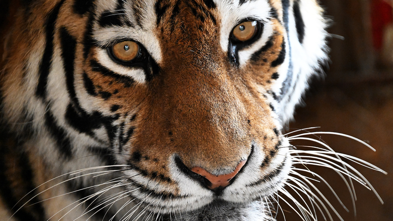 Sino_Russian_Lab_Unveils_Human_Tiger_Coexistence_Guidelines