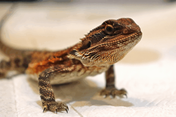 Study Reveals Speed Cost: Fast Lizards Face Higher Death Risk Study_Reveals_Speed_Cost__Fast_Lizards_Face_Higher_Death_Risk