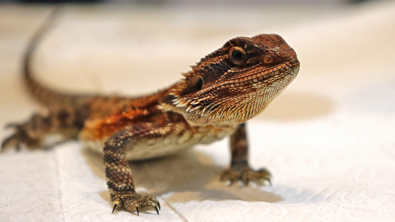 Study_Reveals_Speed_Cost__Fast_Lizards_Face_Higher_Death_Risk