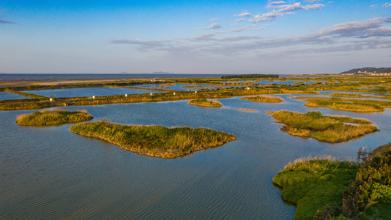 Tech-Driven Wetland Transforms Bird Migration Tech_Driven_Wetland_Transforms_Bird_Migration