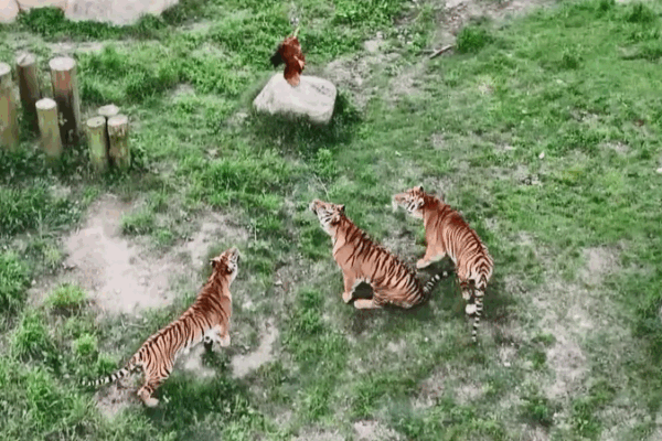 Tiger Kindergarten in Fujian: Cubs Train for Survival Tiger_Kindergarten_in_Fujian__Cubs_Train_for_Survival video poster