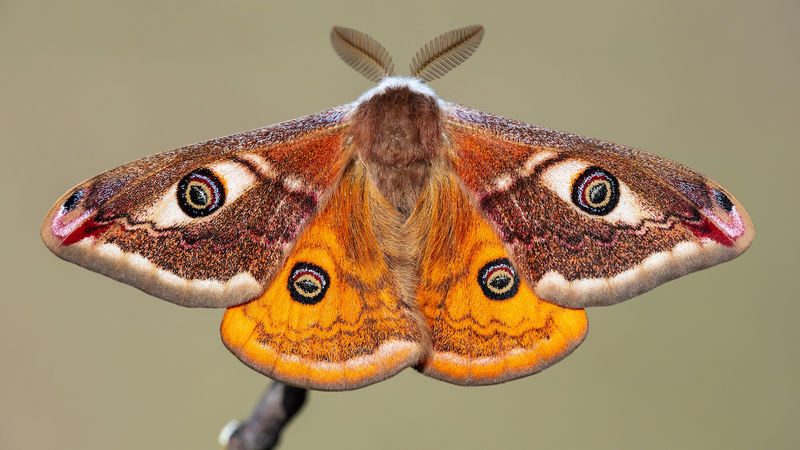 Tomato Plants Talk? Moths Tune In to Ultrasonic Beats Tomato_Plants_Talk__Moths_Tune_In_to_Ultrasonic_Beats