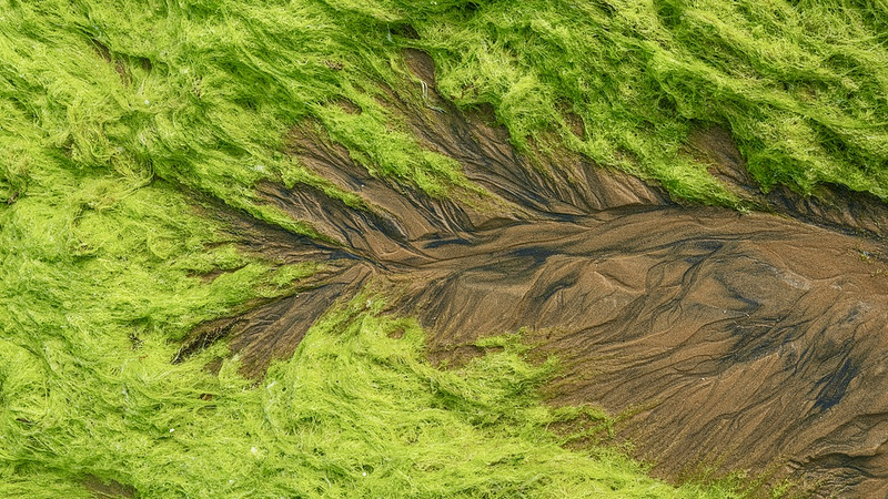 Qingdao’s Tidal Trees: Nature’s Living Art