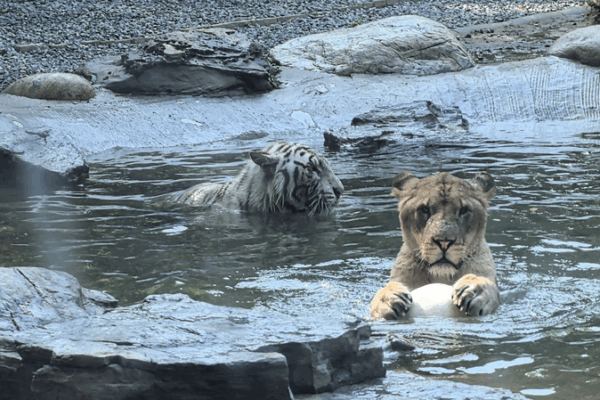 Unexpected Bond: Lion & Tiger Unite at Beijing Wildlife Park Unexpected_Bond__Lion___Tiger_Unite_at_Beijing_Wildlife_Park