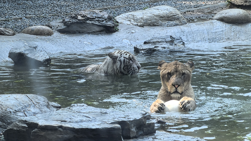 Unexpected_Bond__Lion___Tiger_Unite_at_Beijing_Wildlife_Park - Namaste Headlines Unexpected_Bond__Lion___Tiger_Unite_at_Beijing_Wildlife_Park