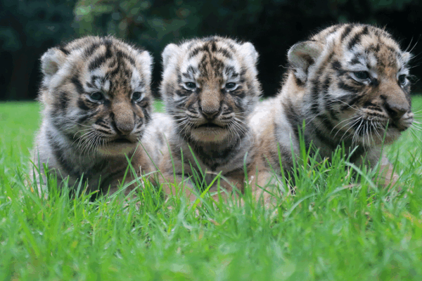 Uniting for Tigers: Global Conservation in Focus Uniting_for_Tigers__Global_Conservation_in_Focus