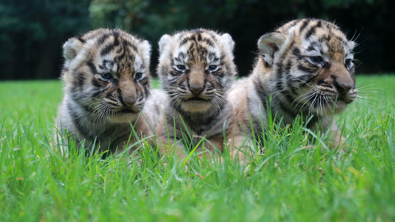 Uniting_for_Tigers__Global_Conservation_in_Focus - Namaste Headlines Uniting_for_Tigers__Global_Conservation_in_Focus