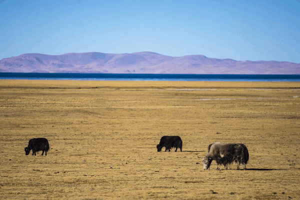 Cloned Yak Ushers in a High-Altitude Science Breakthrough! 🚀 Cloned Yak Ushers in a High-Altitude Science Breakthrough! 🚀