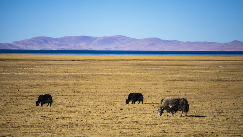 Cloned Yak Ushers in a High-Altitude Science Breakthrough! 🚀