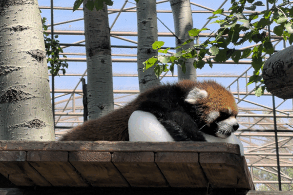 Viral Icy Antics: Red Panda Wins Hearts at Beijing Wildlife Park Viral_Icy_Antics__Red_Panda_Wins_Hearts_at_Beijing_Wildlife_Park