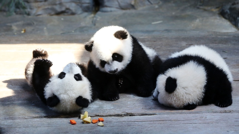 WIAAEGWTZFFIQID9B8Z5 - Namaste Headlines Panda Triplets' 11th Birthday Bash: A Conservation Celebration! 🐼 video poster