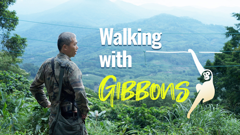 Walking with Gibbons: A Nature Rebound in Hainan Walking_with_Gibbons__A_Nature_Rebound_in_Hainan video poster
