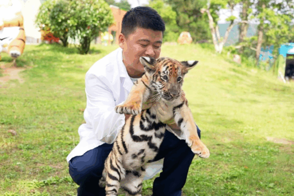 What a Tiger is Trying to Say: Decoding the Roar What_a_Tiger_is_Trying_to_Say__Decoding_the_Roar video poster