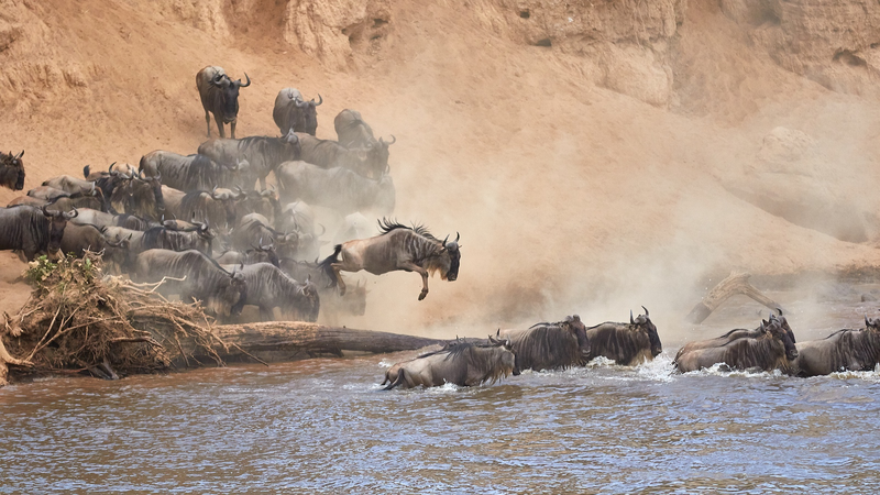 Wildebeest_Migration_Ignites_Kenya_s_Tourism_Boost_ - Namaste Headlines Wildebeest_Migration_Ignites_Kenya_s_Tourism_Boost_
