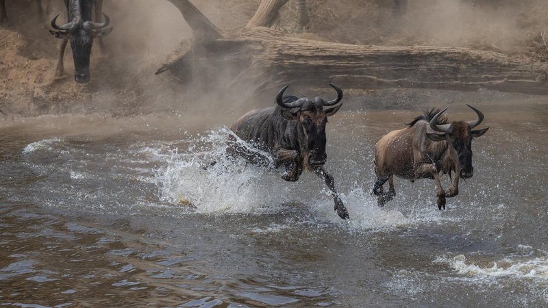 Wildlife Spectacle: Epic Wildebeest & Zebra Crossing at Mara River Wildlife_Spectacle__Epic_Wildebeest___Zebra_Crossing_at_Mara_River video poster