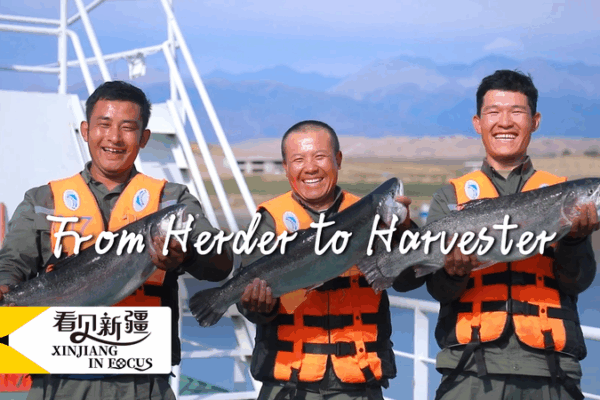 Xinjiang’s Salmon Revolution: Herds to Harvests Xinjiang_s_Salmon_Revolution__Herds_to_Harvests video poster