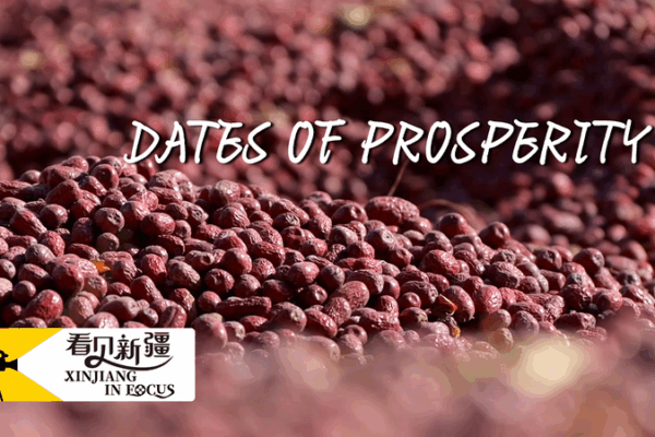 Xinjiang’s Sweet Prosperity: Ruoqiang Dates Shine Xinjiang_s_Sweet_Prosperity__Ruoqiang_Dates_Shine video poster