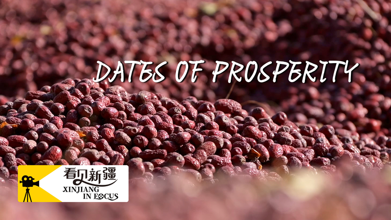 Xinjiang_s_Sweet_Prosperity__Ruoqiang_Dates_Shine video poster