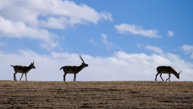Xizang_s_High_Altitude_Quest_for_a_Greener_Future - Namaste Headlines Xizang_s_High_Altitude_Quest_for_a_Greener_Future
