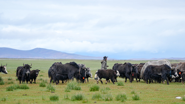 Xizang’s Specialty Industries Fuel Economic Boom Xizang_s_Specialty_Industries_Fuel_Economic_Boom