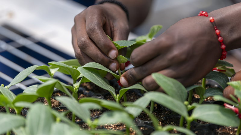 Youth_Power__Bridging_China_Africa_for_a_Greener_Future