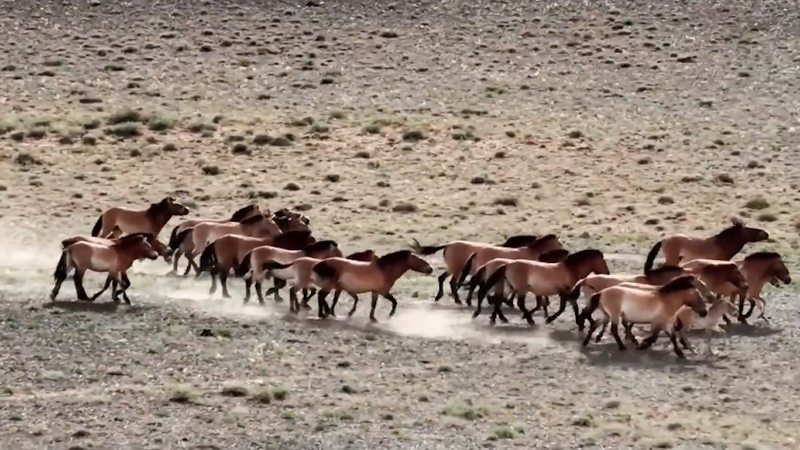 Przewalski’s Horse Comeback: Herd Tops 900 on the Chinese Mainland 🐎🌿 Przewalski’s Horse Comeback: Herd Tops 900 on the Chinese Mainland 🐎🌿 video poster