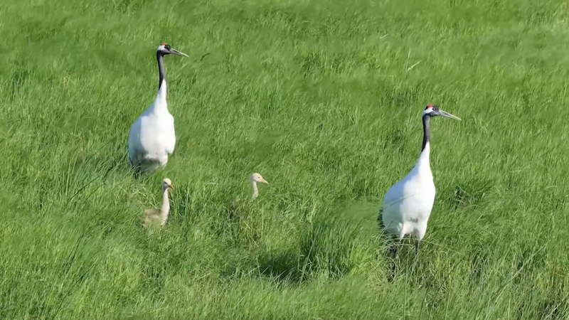 250+ Bird Species Thrive at Heilongjiang’s Naoli River Reserve 250+ Bird Species Thrive at Heilongjiang’s Naoli River Reserve video poster