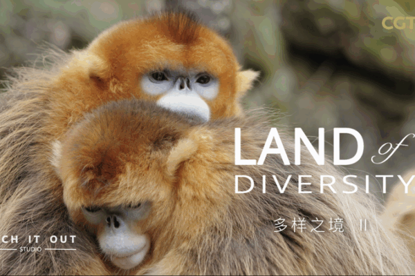 Who’s the Boss? Secrets of Golden Snub-Nosed Monkey Families Who’s the Boss? Secrets of Golden Snub-Nosed Monkey Families video poster