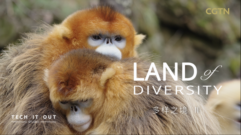 41VC7FQUBDM98UWL6EIX - Namaste Headlines Who’s the Boss? Secrets of Golden Snub-Nosed Monkey Families video poster