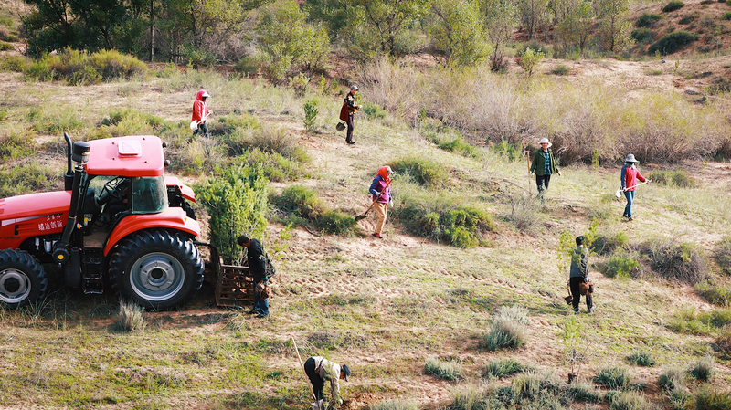 How Locals Turned the Mu Us Desert Green 🌱