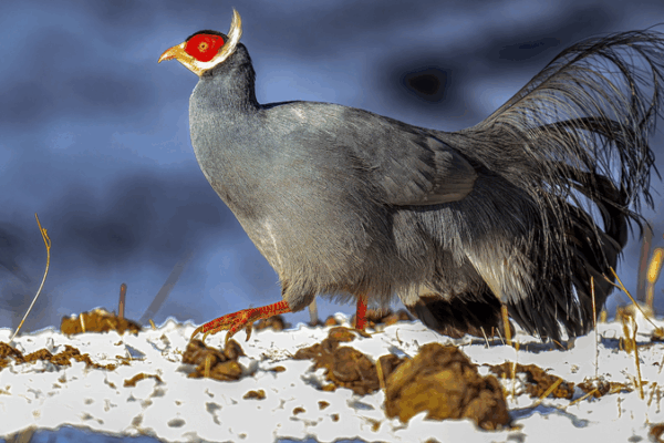 New Atlas Reveals Rare Wildlife of Qilian Mountains 🏔️🦌 New Atlas Reveals Rare Wildlife of Qilian Mountains 🏔️🦌