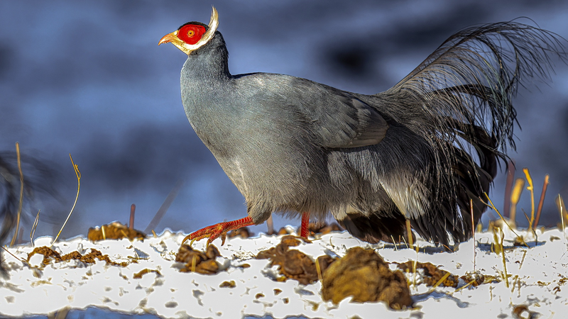 New Atlas Reveals Rare Wildlife of Qilian Mountains 🏔️🦌