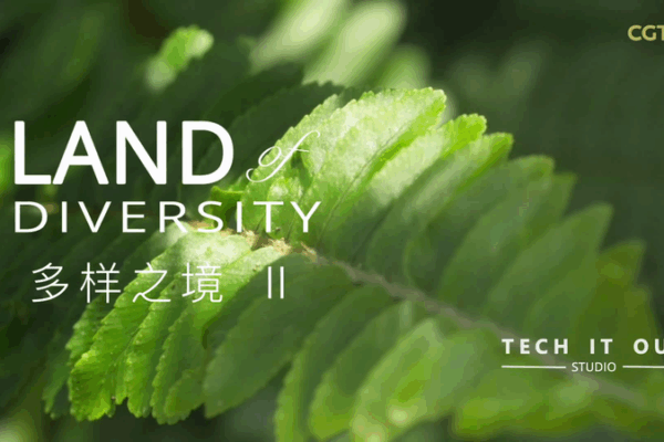 Yunnan’s Ancient Tea Forest: Brewing Culture and Tradition Yunnan’s Ancient Tea Forest: Brewing Culture and Tradition video poster