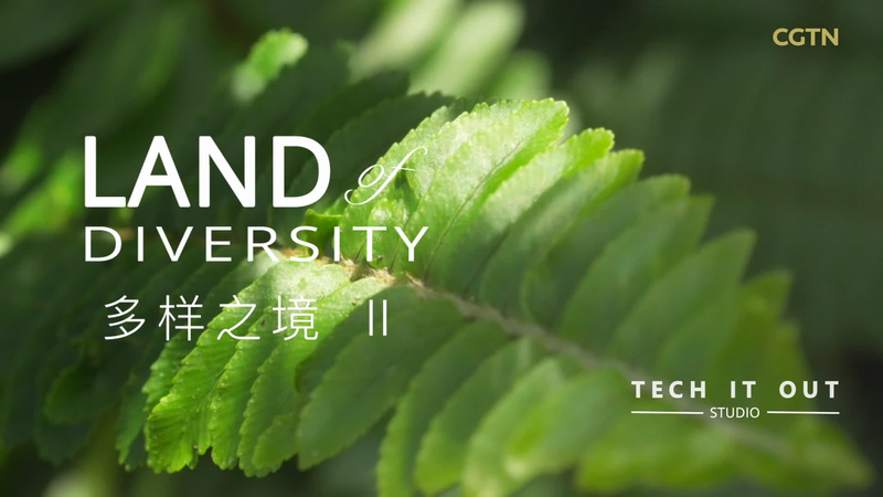 Yunnan’s Ancient Tea Forest: Brewing Culture and Tradition video poster