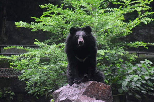 International Moon Bear Day: A Call to Action for Asia’s Iconic Bears International Moon Bear Day: A Call to Action for Asia’s Iconic Bears