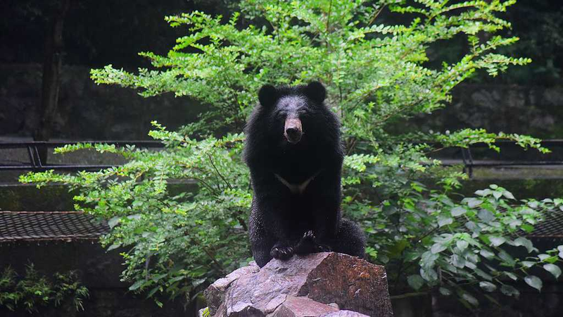 9H9YTNRO5NZZFD3U1J11 - Namaste Headlines International Moon Bear Day: A Call to Action for Asia’s Iconic Bears