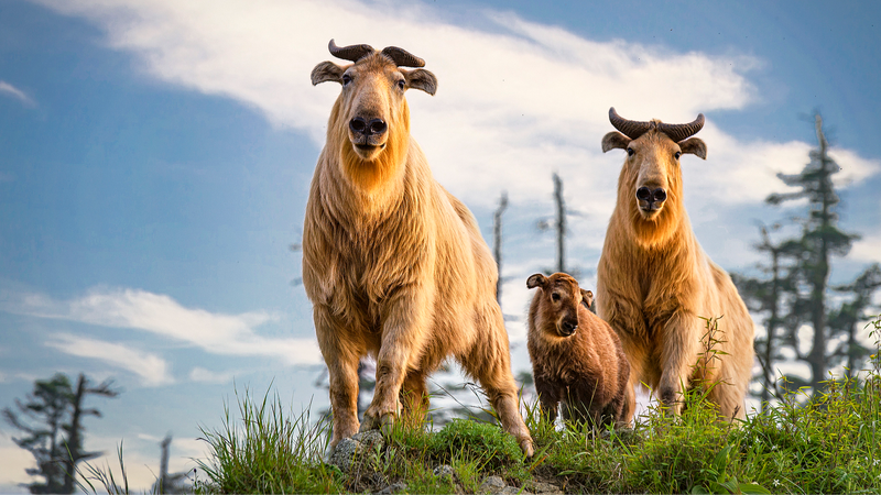 How the “Two Mountains” Concept Is Fueling China’s Biodiversity Boom How the “Two Mountains” Concept Is Fueling China’s Biodiversity Boom
