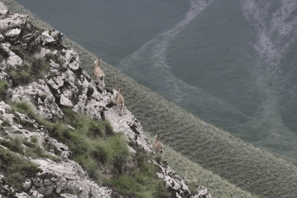 Agile Ibex Goats Conquer Vertical Cliffs in Xinjiang Agile_Ibex_Goats_Conquer_Vertical_Cliffs_in_Xinjiang video poster