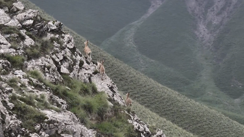 Agile_Ibex_Goats_Conquer_Vertical_Cliffs_in_Xinjiang video poster