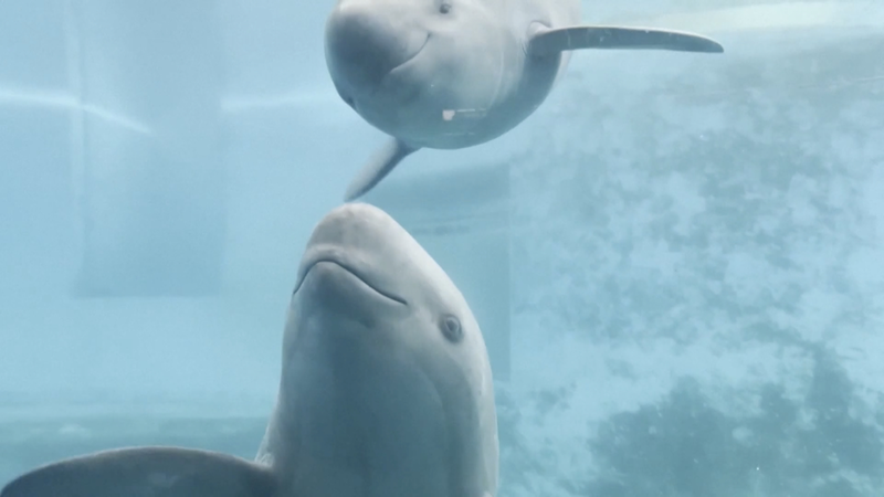 Artificial Breeding Revives Critically Endangered Yangtze Porpoises Artificial_Breeding_Revives_Critically_Endangered_Yangtze_Porpoises video poster