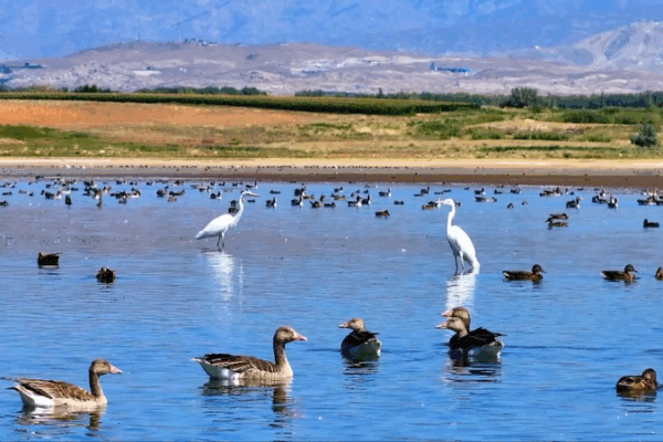 Autumn Bird Party at Aweitan Reservoir in Xinjiang Autumn_Bird_Party_at_Aweitan_Reservoir_in_Xinjiang video poster