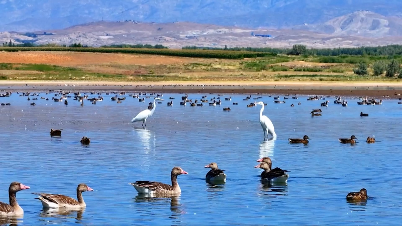 Autumn_Bird_Party_at_Aweitan_Reservoir_in_Xinjiang video poster
