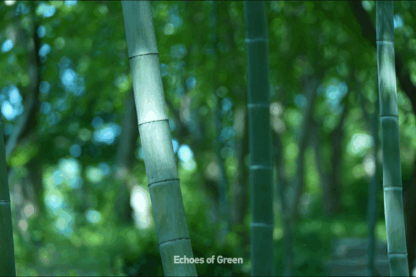 Bamboo Beats: Nature’s Symphony in Anji Bamboo_Beats__Nature_s_Symphony_in_Anji video poster