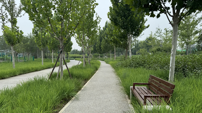 Beijing_s_Central_Green_Forest_Park__Wasteland_to_Urban_Oasis video poster