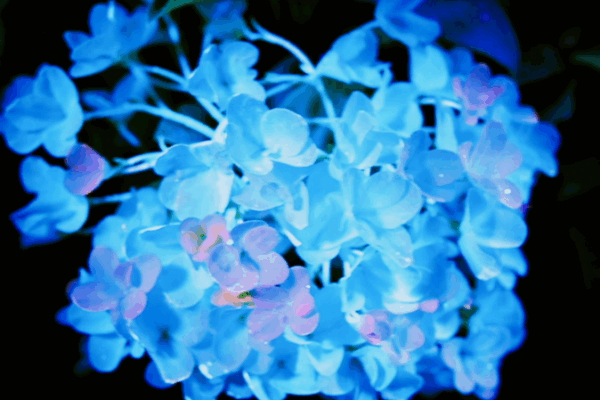 Blossoming China: A Multimedia Journey into Floral Culture & Lifestyle Blossoming_China__A_Multimedia_Journey_into_Floral_Culture___Lifestyle
