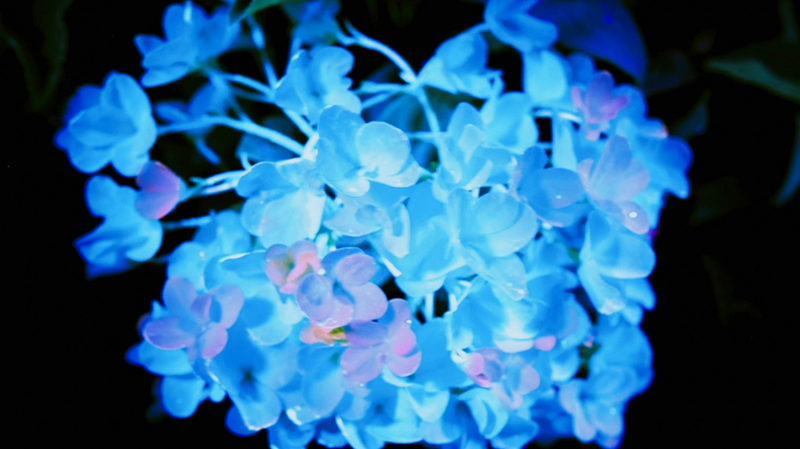 Blossoming_China__A_Multimedia_Journey_into_Floral_Culture___Lifestyle - Namaste Headlines Blossoming_China__A_Multimedia_Journey_into_Floral_Culture___Lifestyle