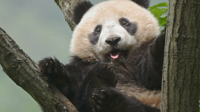 Chengdu Hosts 3rd National Park Forum: Tech & Conservation Unite Chengdu_Hosts_3rd_National_Park_Forum__Tech___Conservation_Unite