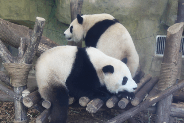 Chengdu Panda Base: A Must-Visit Panda Haven! Chengdu_Panda_Base__A_Must_Visit_Panda_Haven_