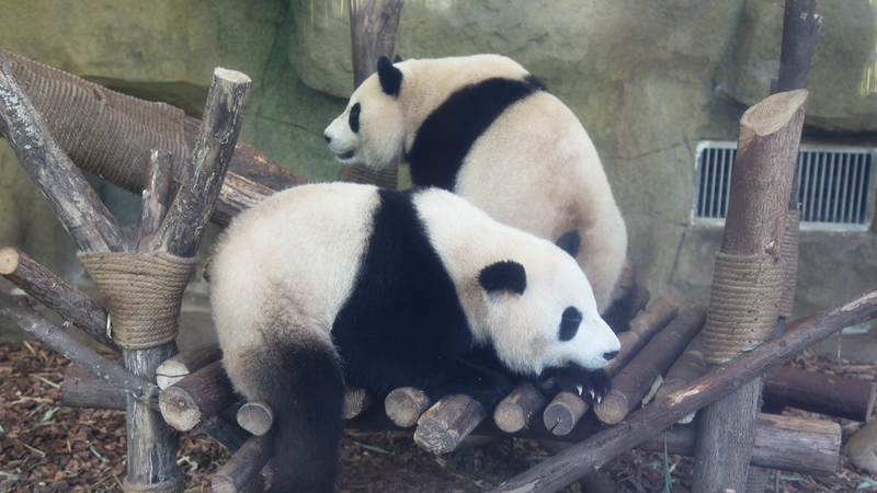 Chengdu_Panda_Base__A_Must_Visit_Panda_Haven_ - Namaste Headlines Chengdu_Panda_Base__A_Must_Visit_Panda_Haven_