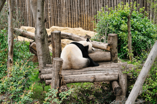Chengdu Unveils Panda Culture Tour Ahead of 2025 World Games Chengdu_Unveils_Panda_Culture_Tour_Ahead_of_2025_World_Games video poster